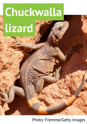 Chuckwalla lizard. Photo: Fremme/Getty.