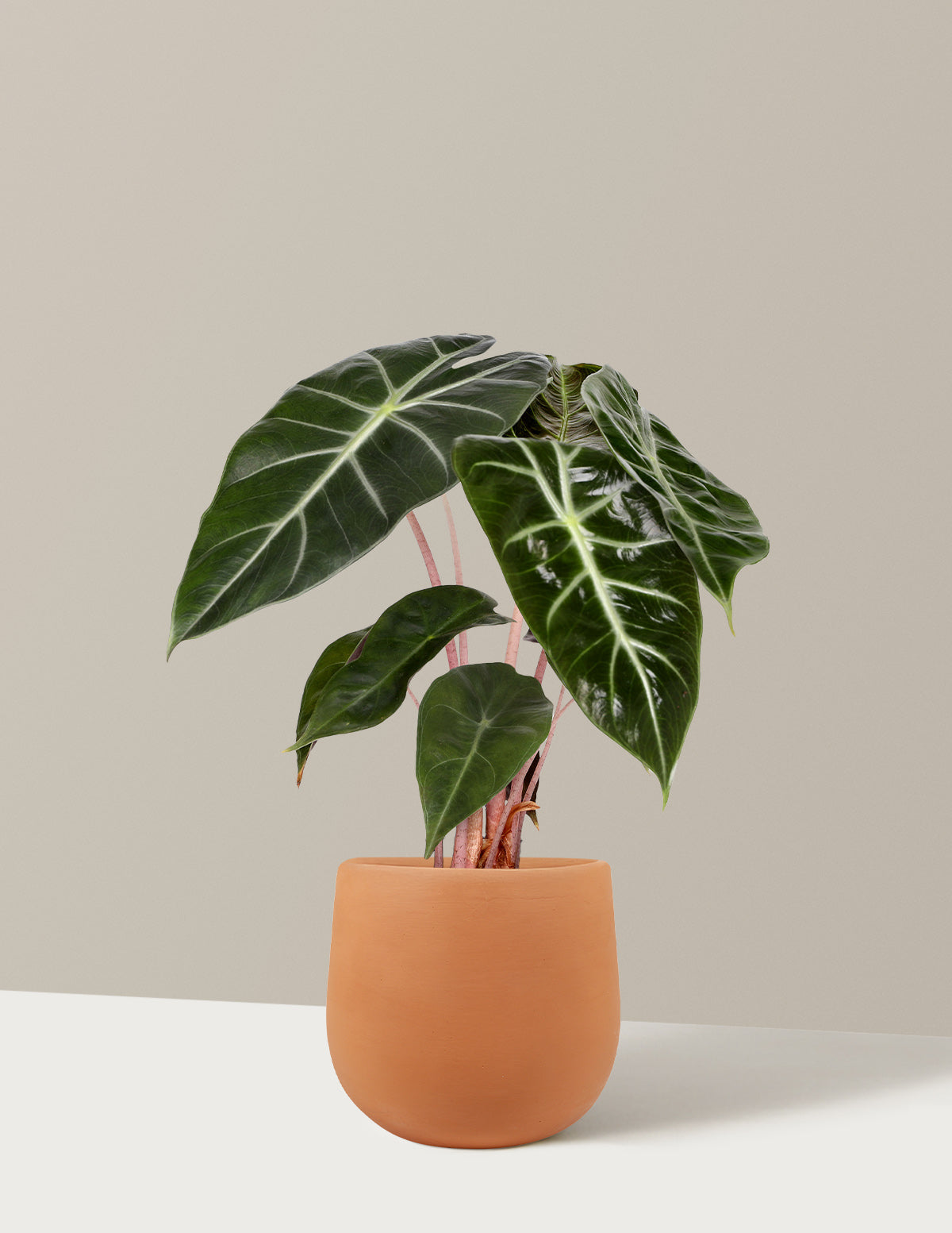 Image of Alocasia Pink Princess