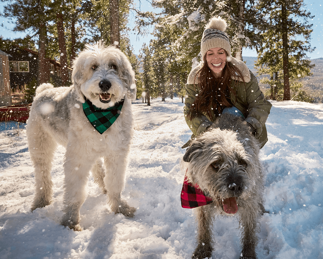 do-dogs-need-winter-gear