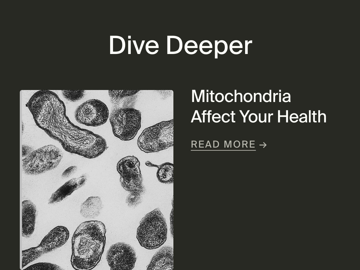 How Mitochondria Affect Your Health | Read More
