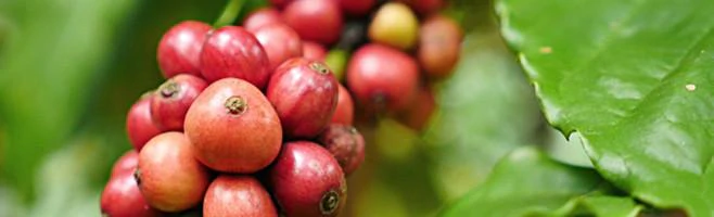 ORIGINAL BLEND COFFEE
