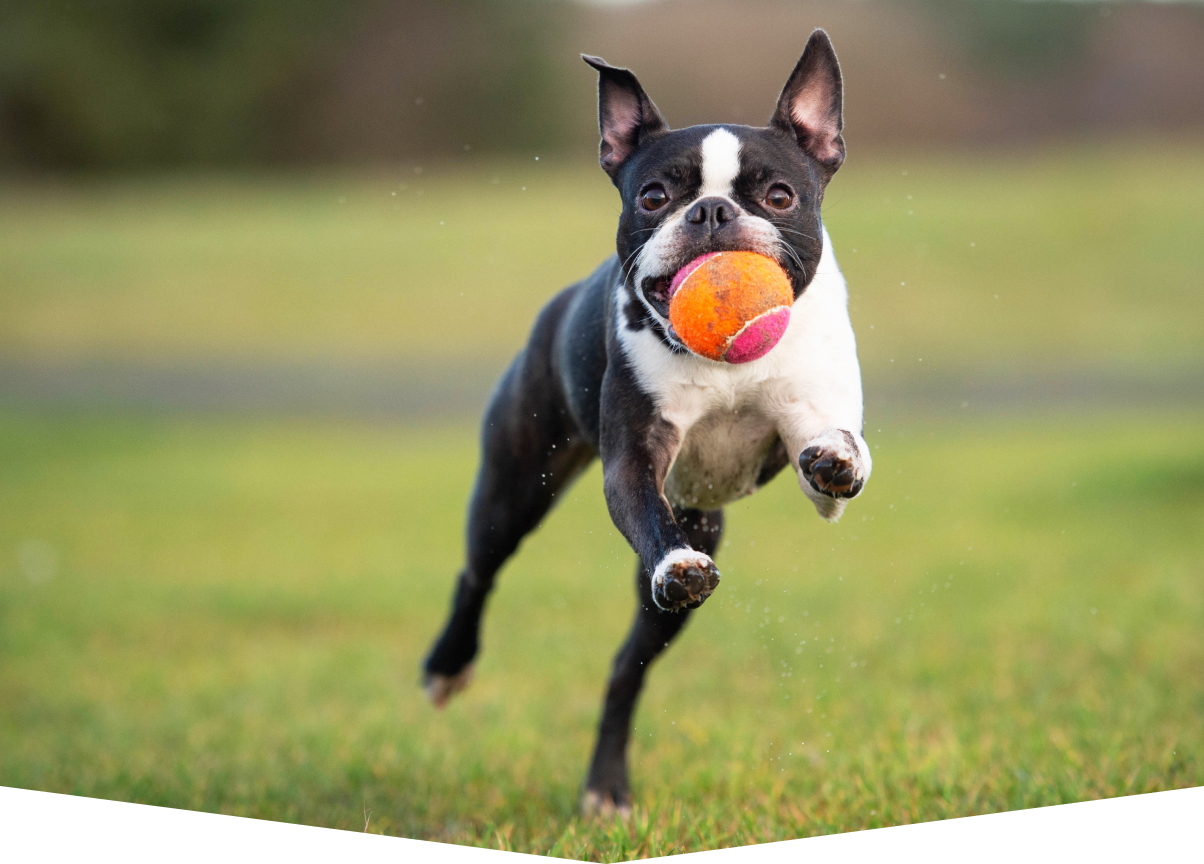 A Boston Terrier playing with a ball