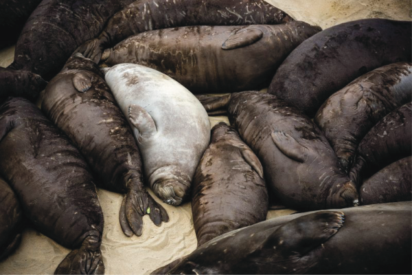 Several female northern elephant seals lie with their bellies up while resting on a sandy beach