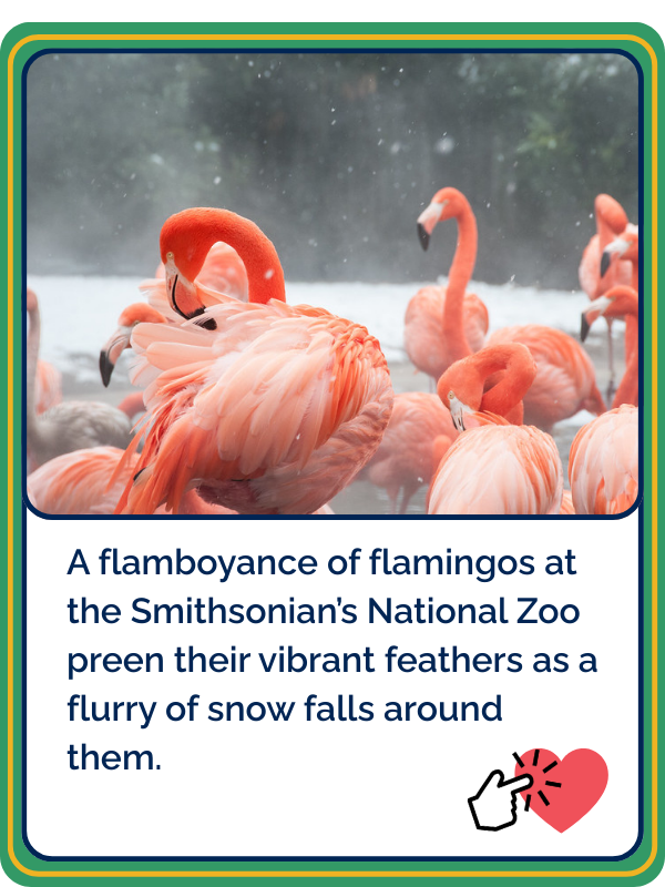 Option 4: A flamboyance of flamingos at the Smithsonian's National Zoo preen their vibrant feathers as a flurry of snow falls around them.