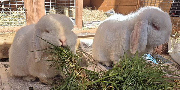 Two fluffy white lop-eared rabbits sit side-by-side inside a wooden hutch, happily munching on a large pile of fresh green grass