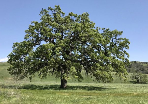 A valley oak in a field of grass, with rolling hills in background