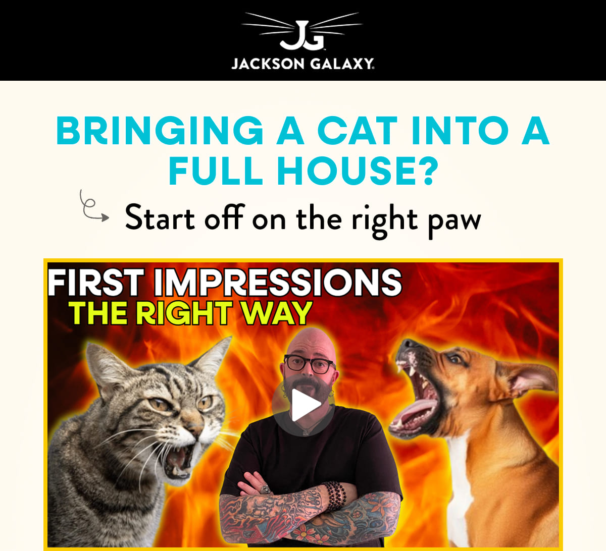 How to have harmony with cats + kids