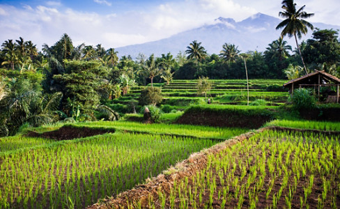 Mt Rinjani Rice Fields Senaru Lombok