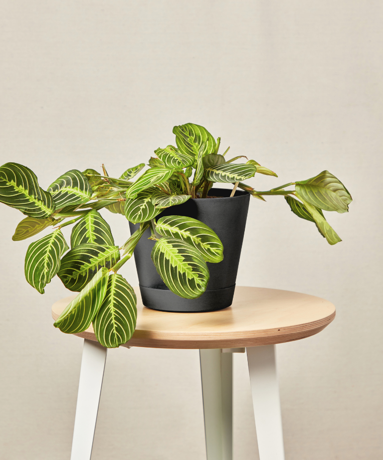 Image of Neon Prayer Plant