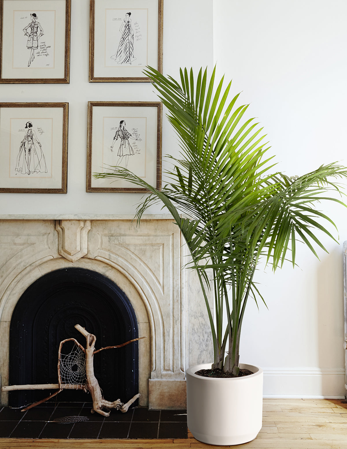 Image of Large Majesty Palm