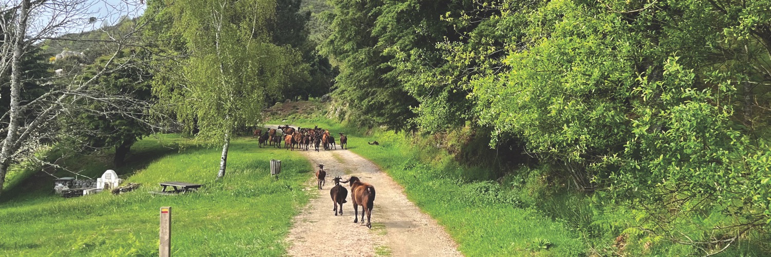 goats on a path