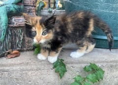 A brown and black kitten is wide eyed for the camera