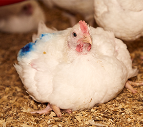 A large white broiler chicken is sat in sawdust in a farm