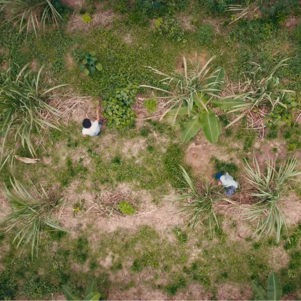 Aerial view of people in a field