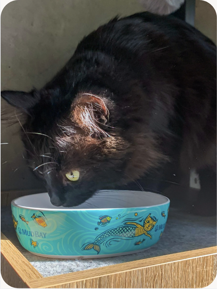 Image if a black long haired cat eating out of a Mud Bay bowl.