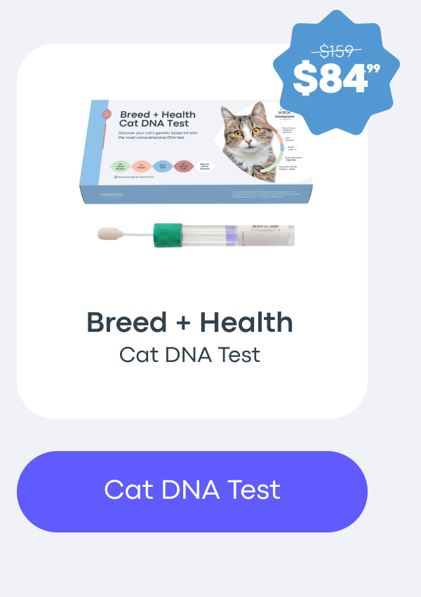 Cat DNA Test