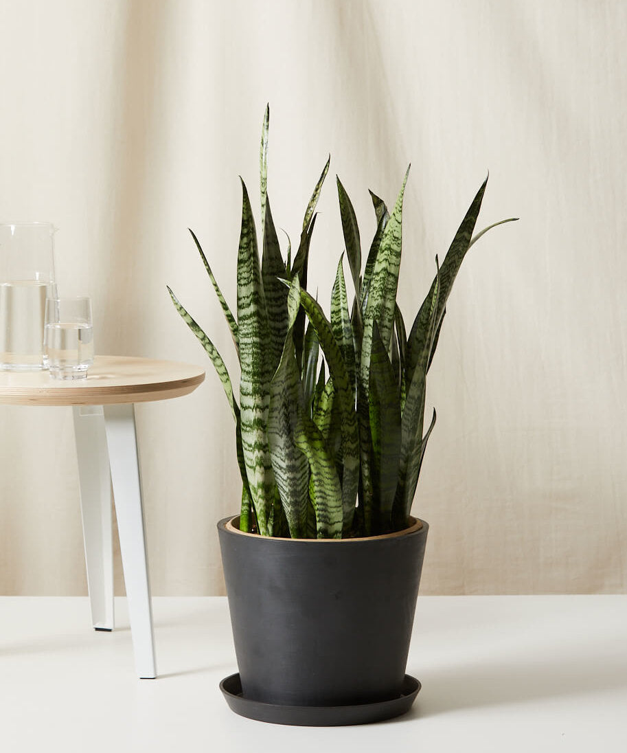 Image of Sansevieria