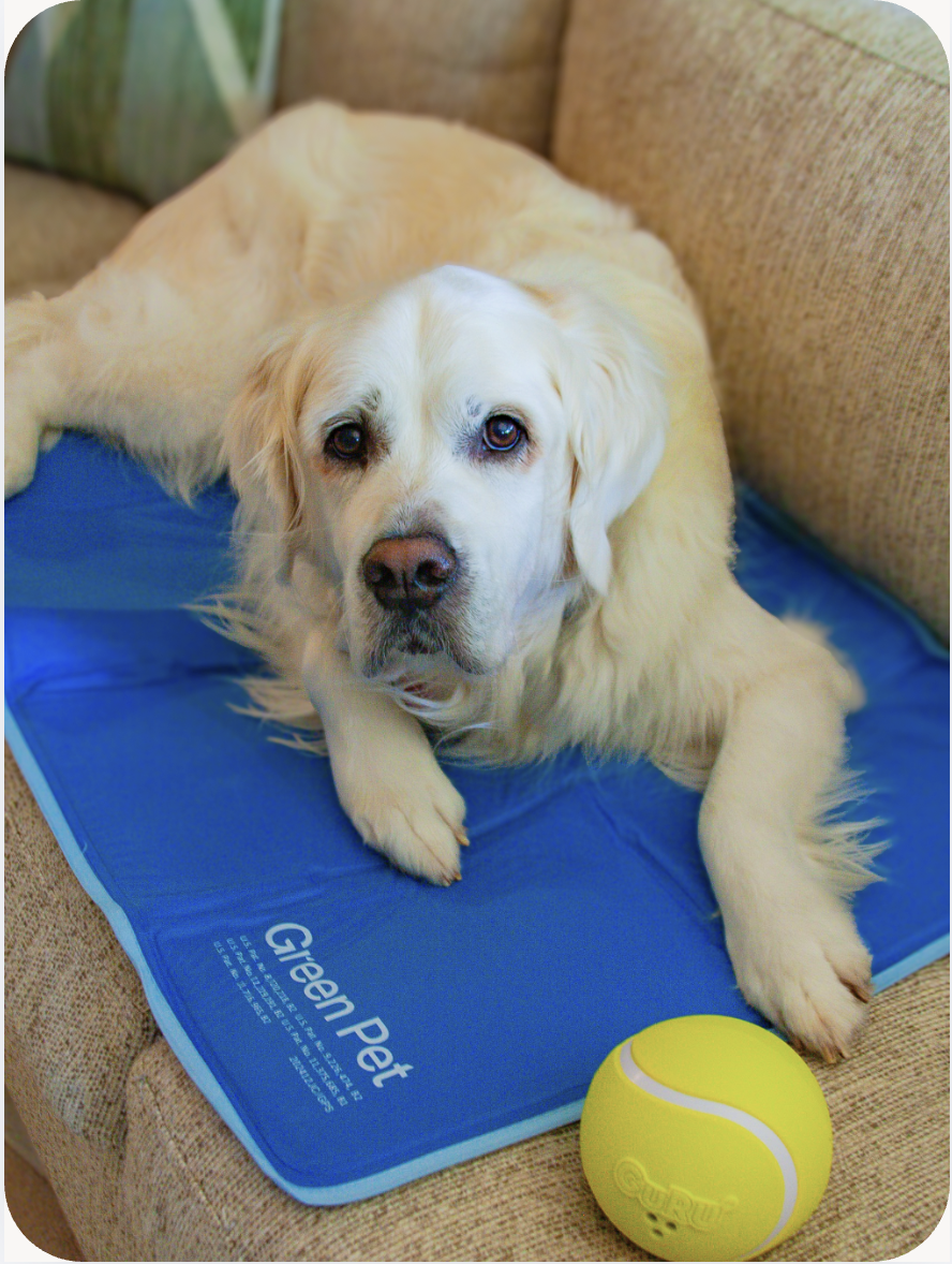 Photo of a dog laying on the Green Pet Cool Pet Pad on a couch in someones home.