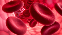 red blood cells