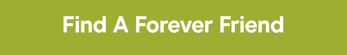 Find A Forever Friend