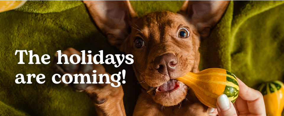 Get the jump on holiday pet care