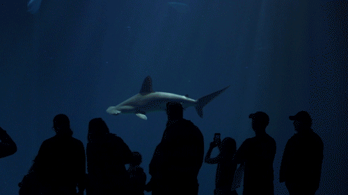 A scalloped hammerhead shark swimming from right to left while passing silhouettes of people against the aquarium window