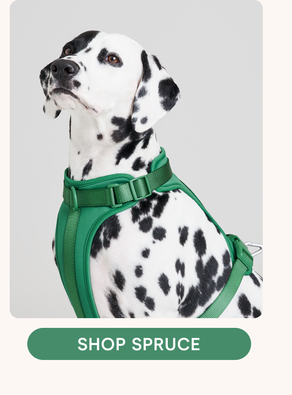 shop spruce