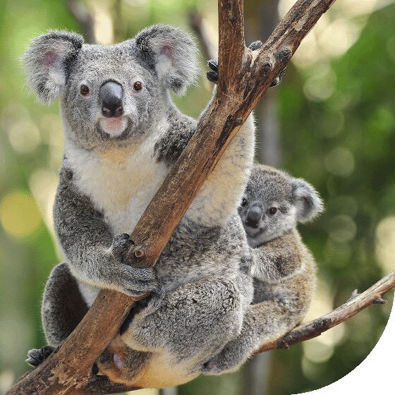 Koalas nestled in a tree.