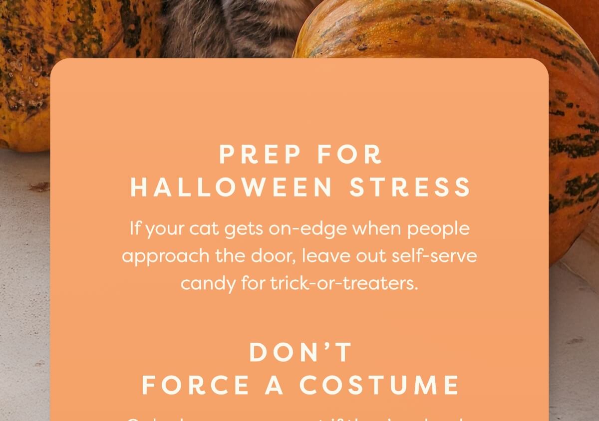 Prep for Halloween stress
