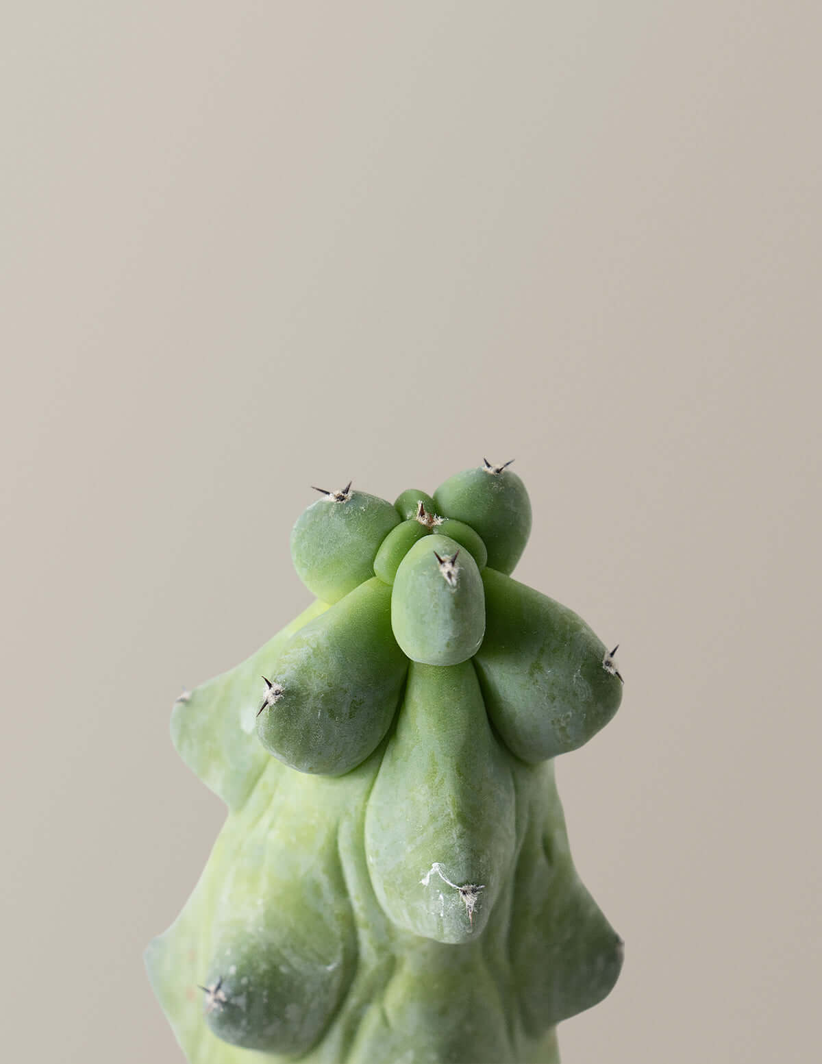 Image of Boobie Cactus
