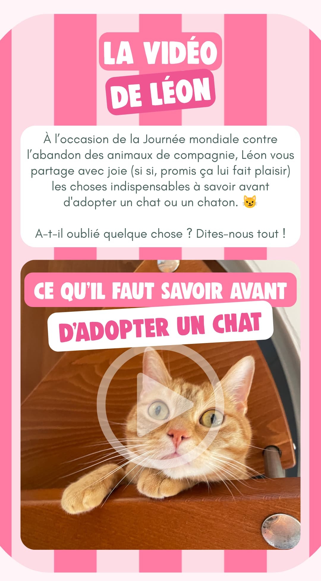 Vidéo : ce qu'il faut savoir avant d'adopter un chat