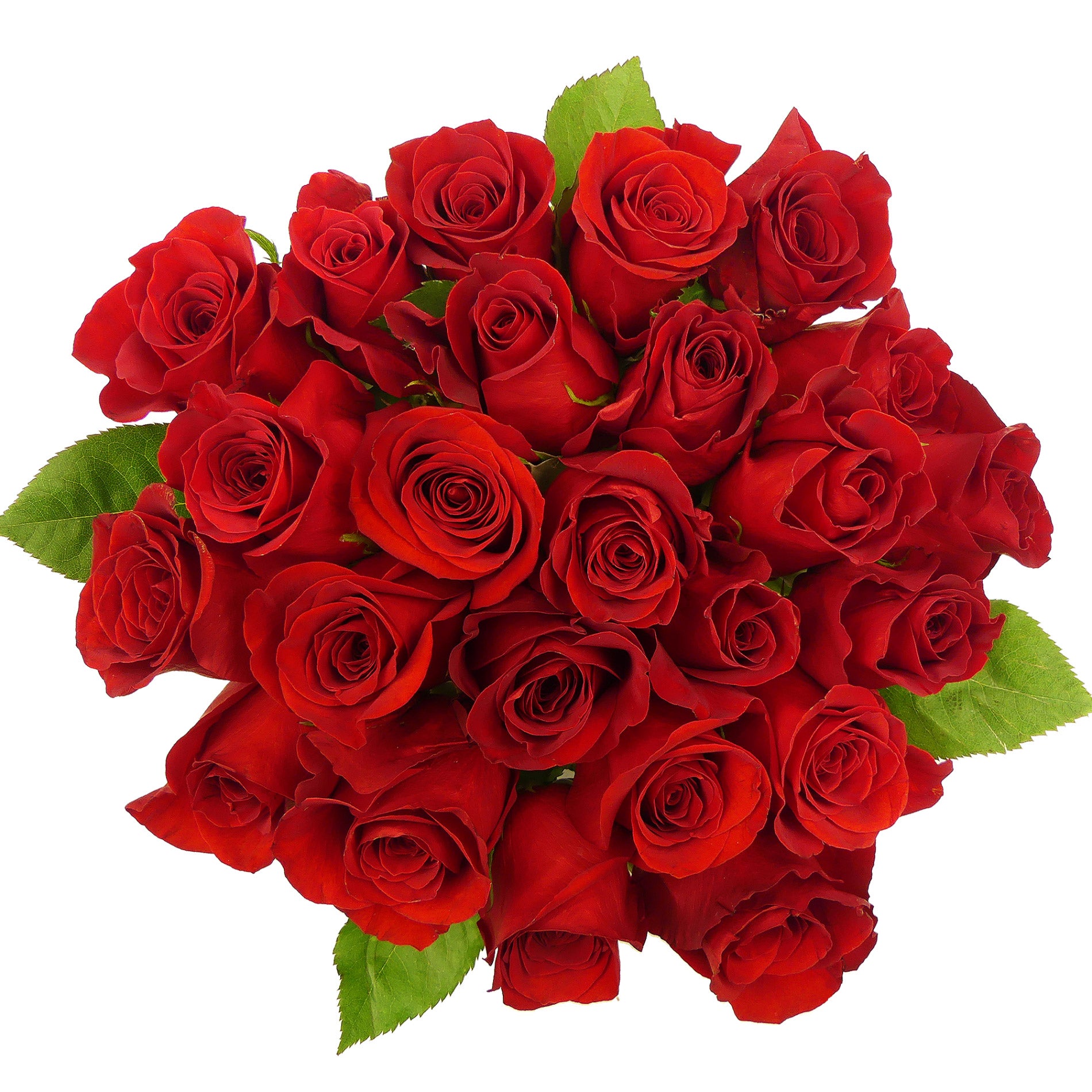 2 Dozen Premium Roses Rainforest Alliance Certified