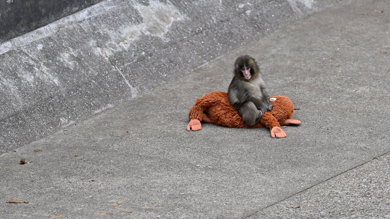  FEBRUARY 20 : Baby monkey named 'Punch' is seen with a stuffed animal at a zoo