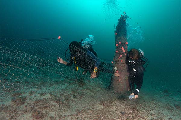 Two divers swim side-by-side while collecting an abandoned net off the seafloor