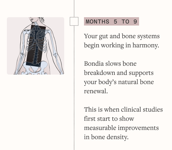 Months 5–9 — Protection takes hold Gut and bone health start working together for stronger results. Bondia slows bone breakdown and supports your body’s natural bone renewal.