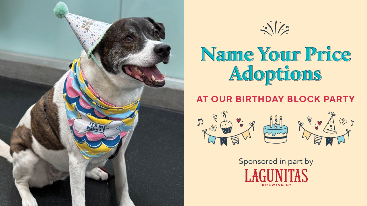 Name Your Price Adoptions - April 18, 2026