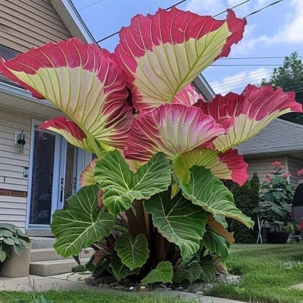 Image of 100 Tropical Elephant Ear Bean Plant For Green Leaves