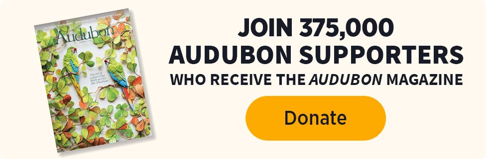 JOIN 375,000 AUDUBON SUPPORTERS WHO RECEIVE THE AUDUBON MAGAZINE [Donate]