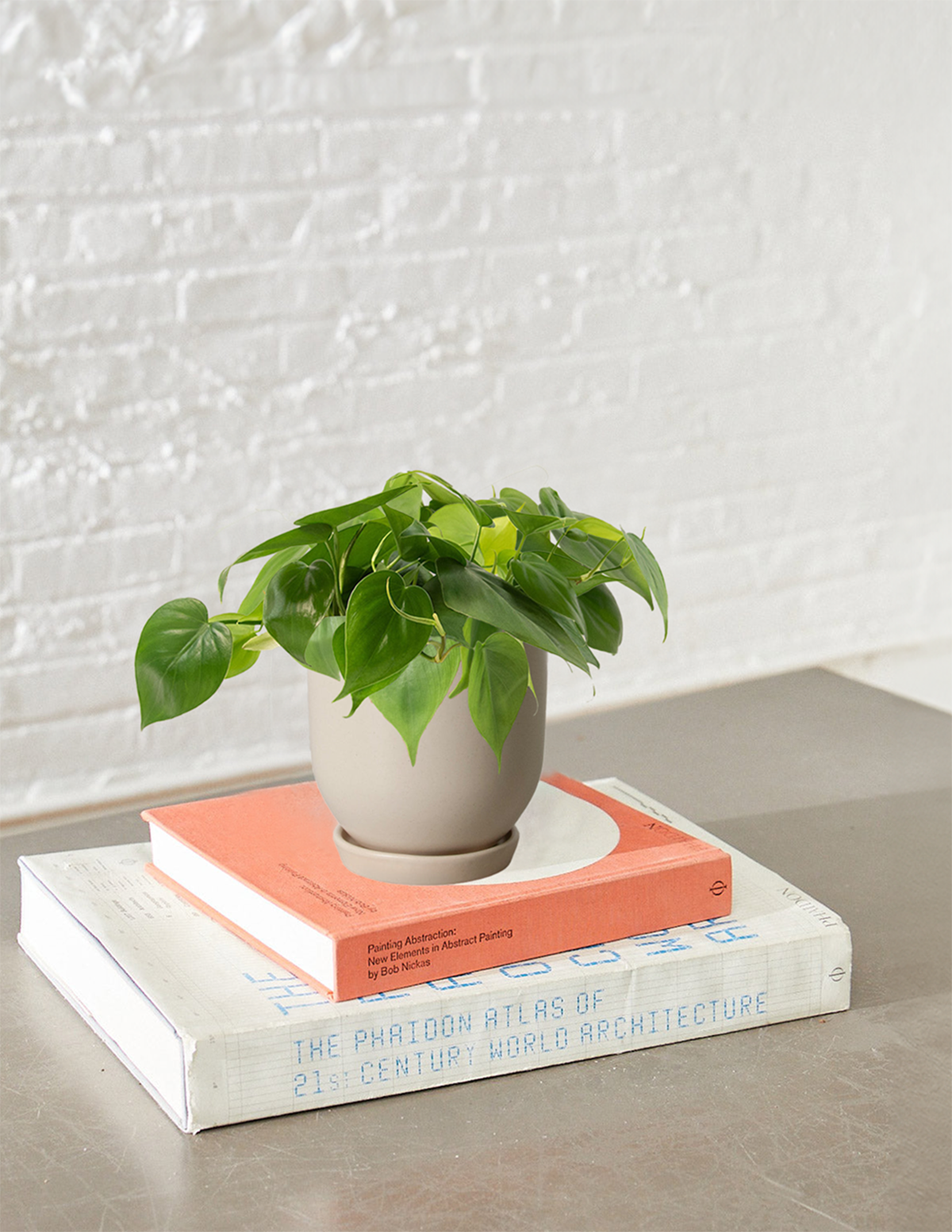Image of Heartleaf Philodendron