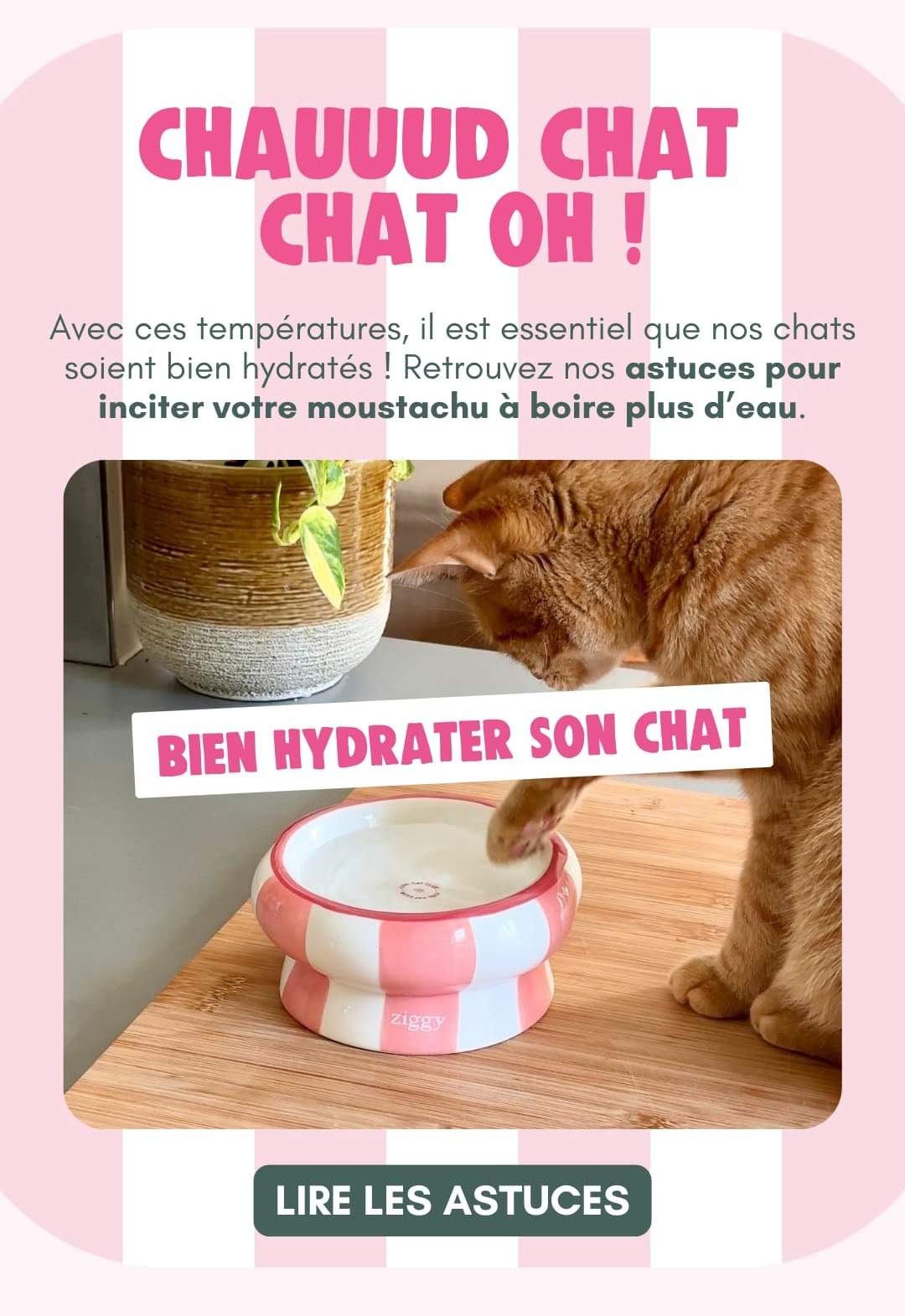 Astuces pour inciter son chat à boire plus d'eau