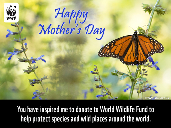 Monarch butterfly ecard that says 