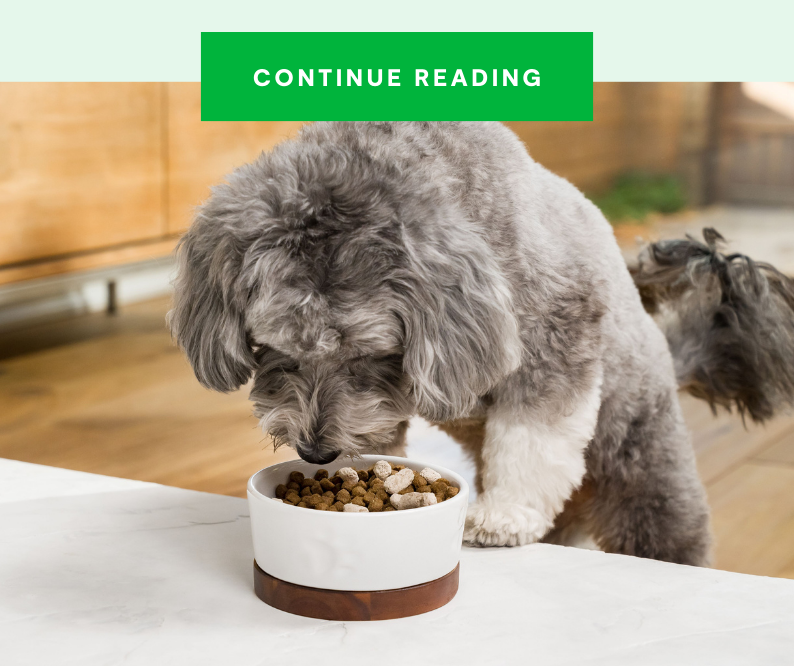 Dry Food vs Wet Food - What's best for your dog?