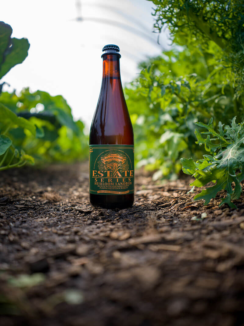 A bottle of Estate Heirloom Landbier in the Sierra Nevada garden