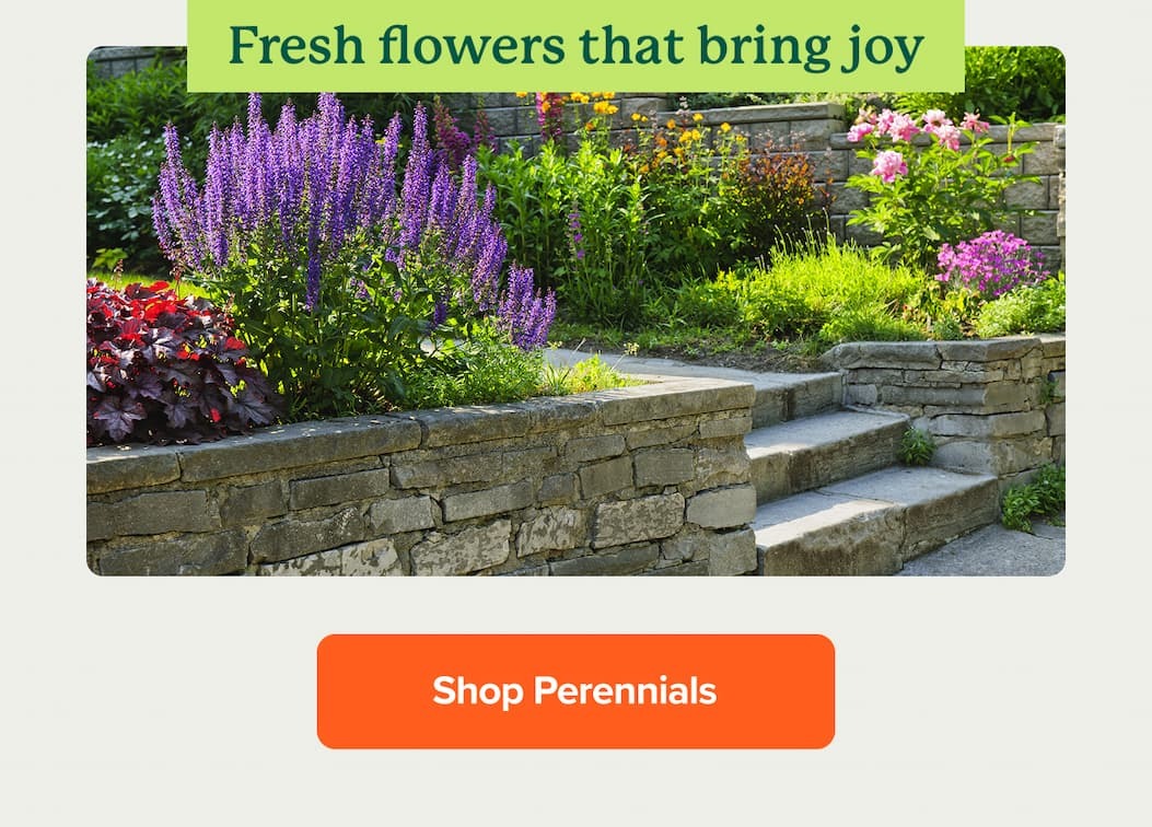 For fresh flowers that bring joy, shop flowering trees>>