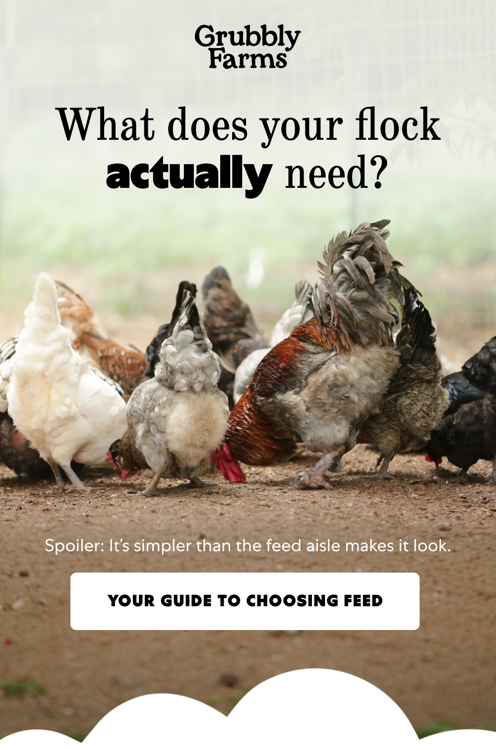 What does your flock actually need? Spoiler: It’s simpler than the feed aisle makes it look. Your Guide to Choosing Feed