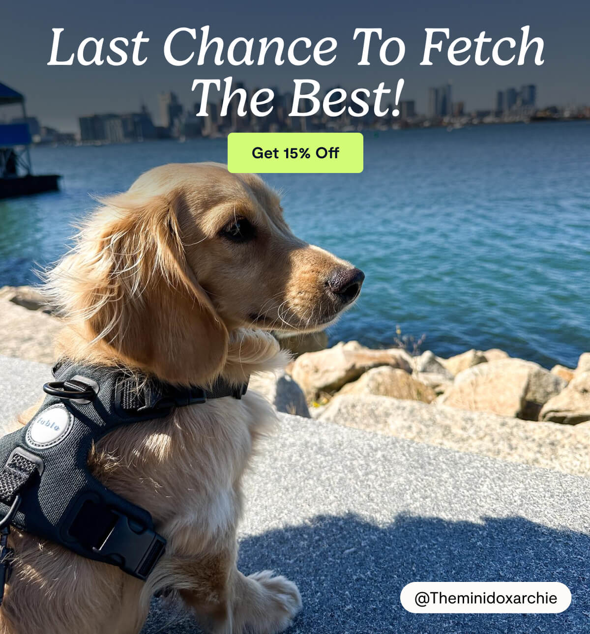 Last Chance to Fetch The Best!