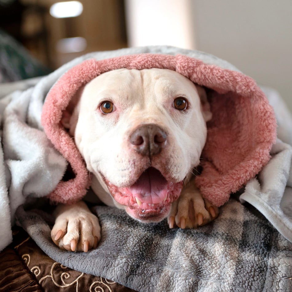 Make a lifesaving gift to homeless pets for Best Friends Day
