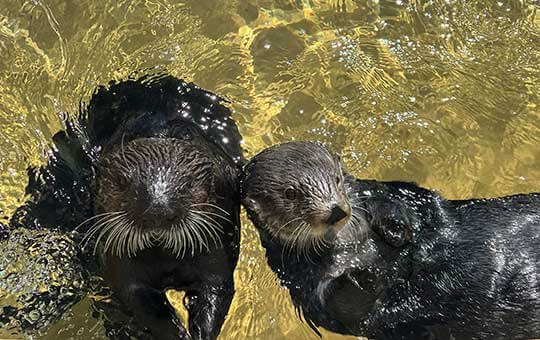 Two sea otters swimming in clear water looking towards the viewer
