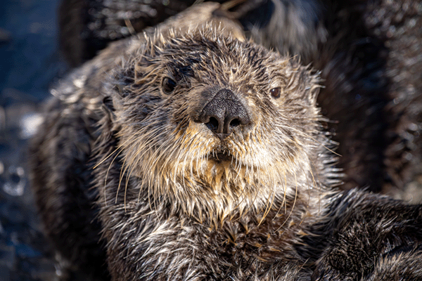 Close up of a sea otter with a stern expression on its face