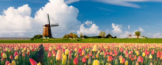 Tulips & Windmills
